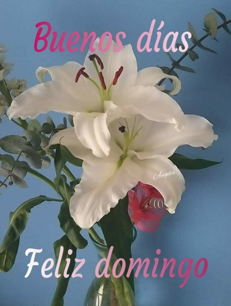 Feliz domingo