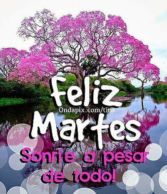 Al bolito conflores