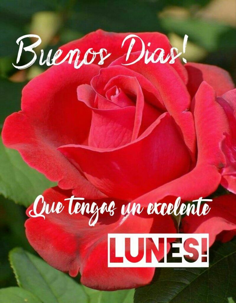 Linda rosa