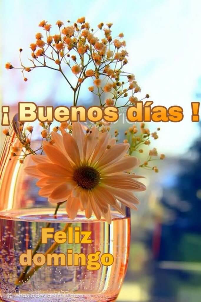 Feliz domingo