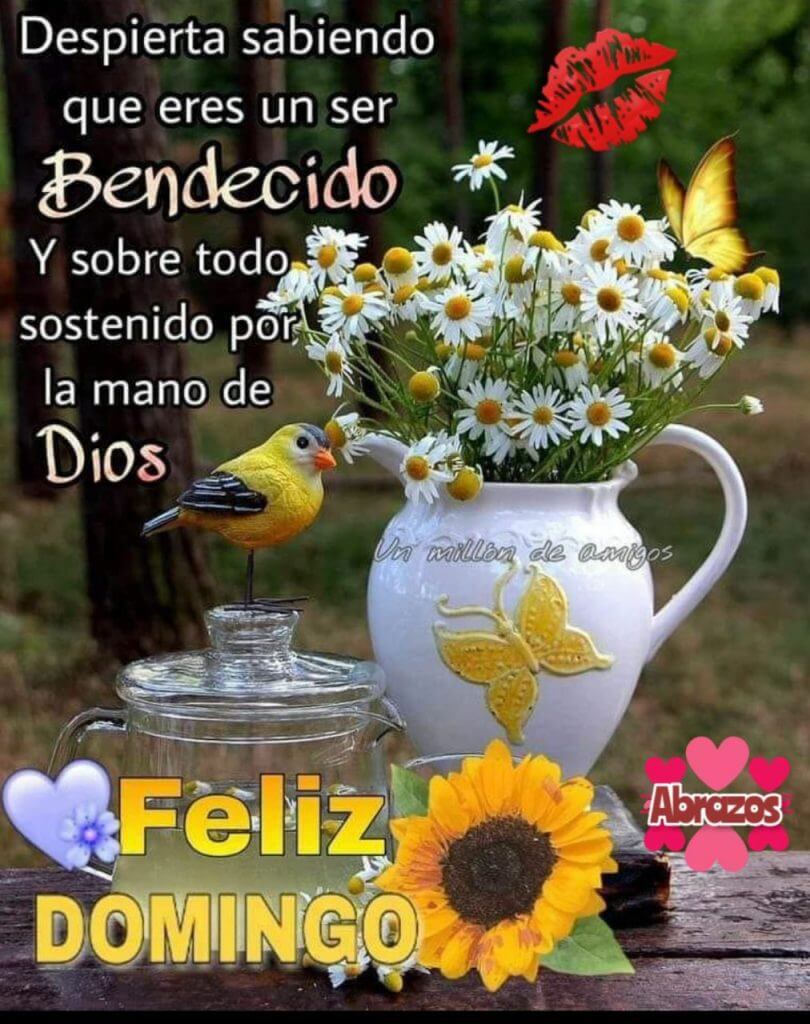 Domingo com flores