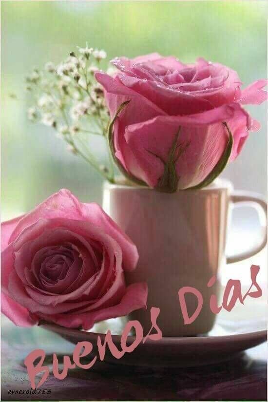 rosas de buenos dias