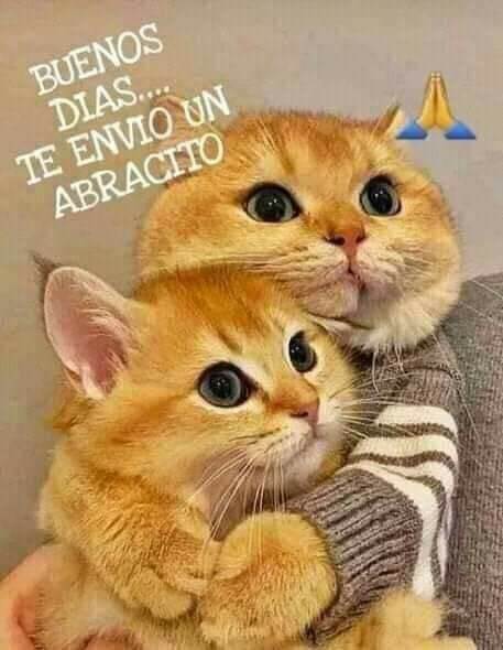 Mis gatito cariñosos