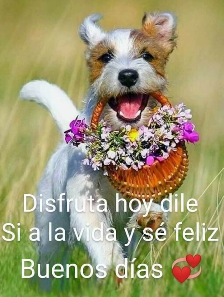 Mi pero meda los buenos días