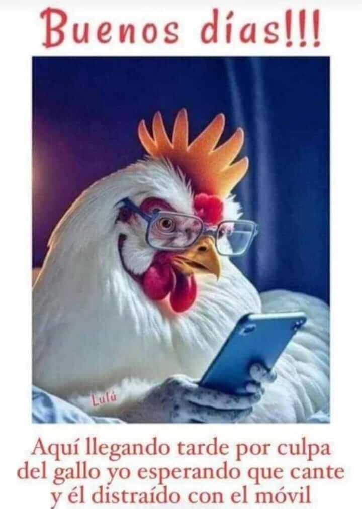 ELGALLO DISTRAIDO
